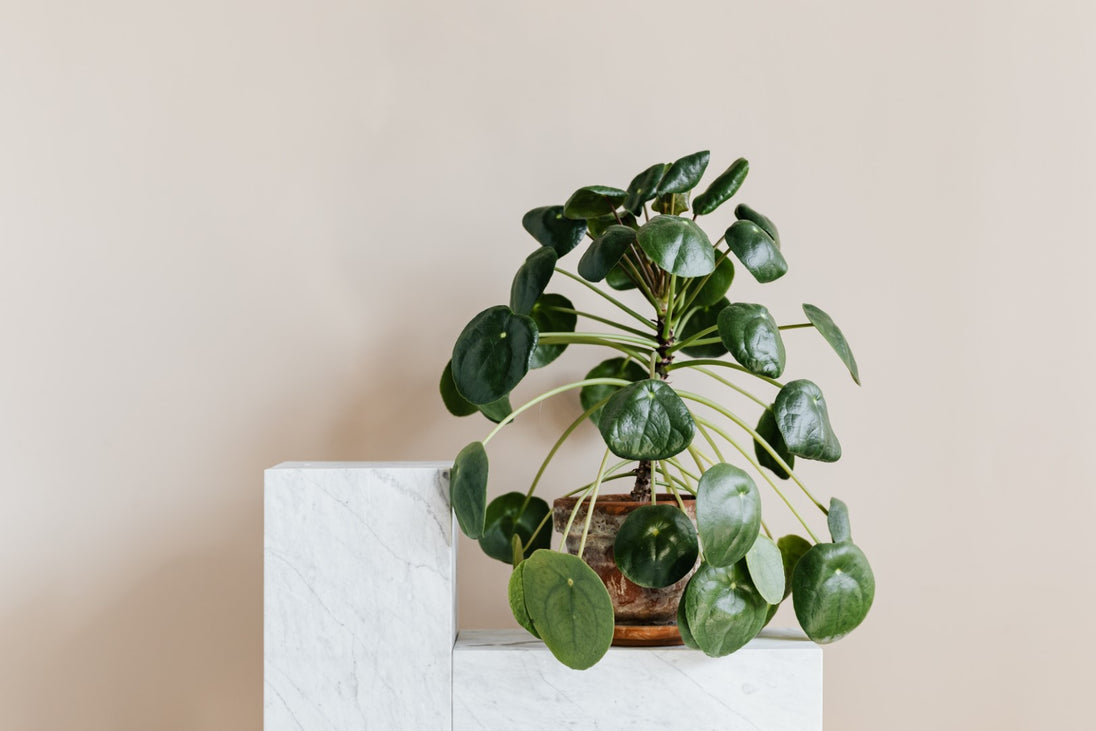 Healthy houseplants delivery in Canada