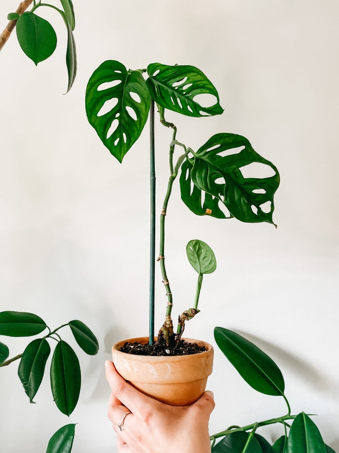 healthy houseplant delivery to homes across Canada